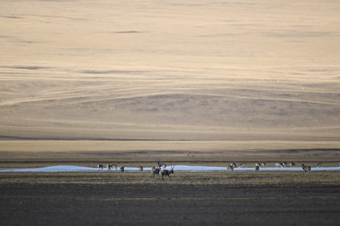 Wondrous Xinjiang: High on the plateau, guardians keep watch over pristine wilderness