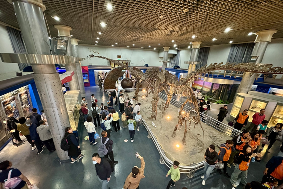 17-meter sperm whale to become crown jewel at China’s Natural History Museum