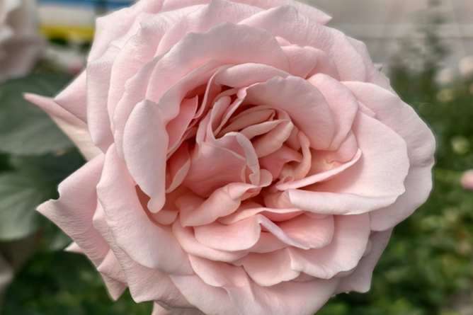 New names reveal stories behind homegrown Chinese roses