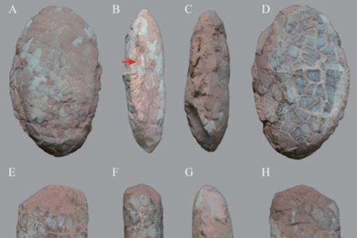 Dinosaur egg, rib bone fossils found for first time in Hefei Basin